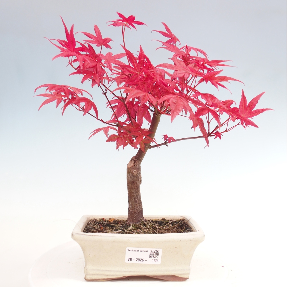 Bonsai voor buiten - Acer palmatum DESHOJO