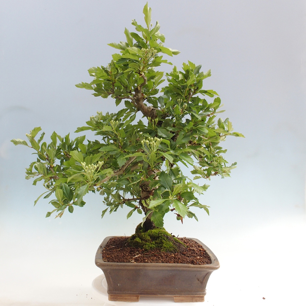 Bonsai voor buiten - Meidoorn - Crataegus cuneata