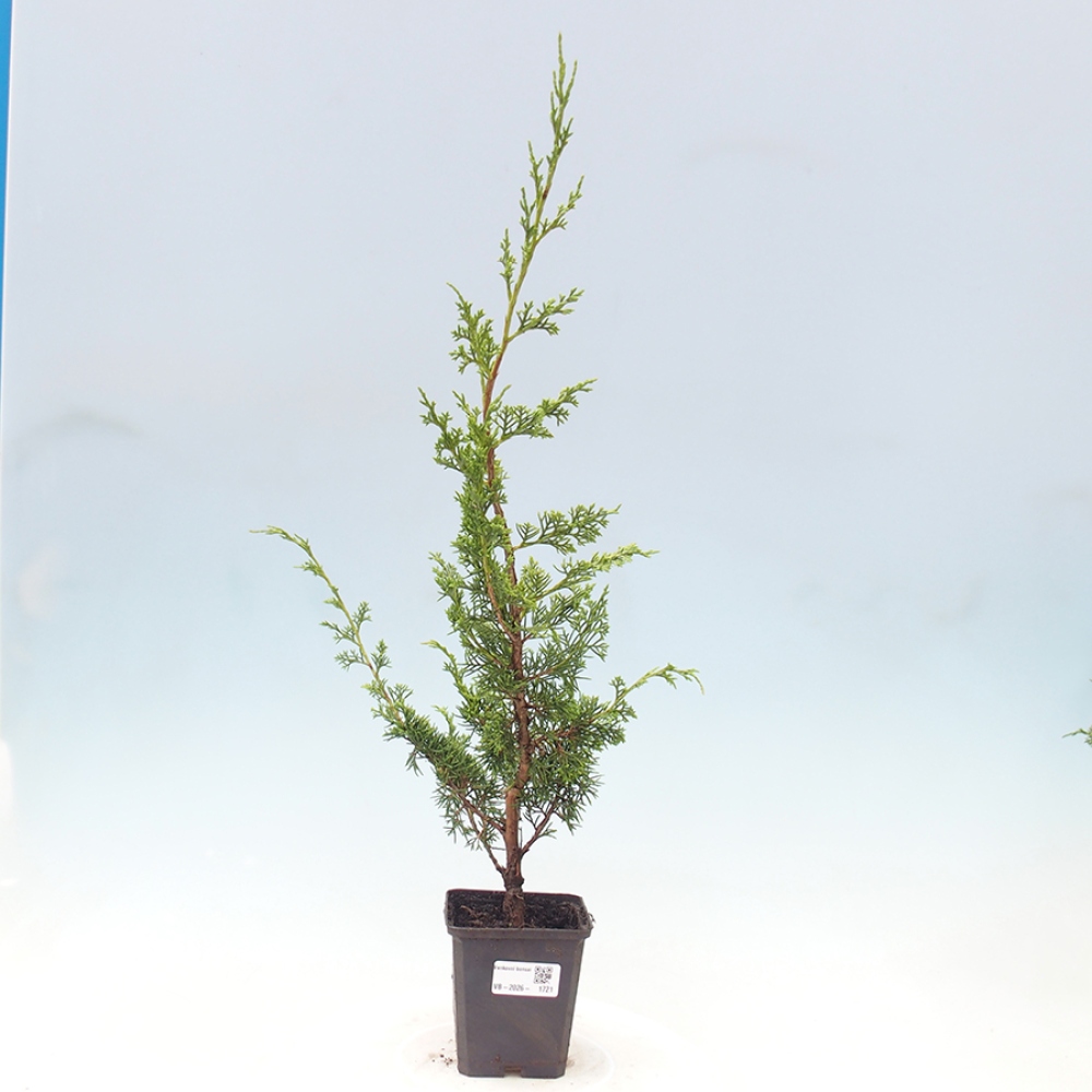 Bonsai voor buiten - Juniperus chinensis Itoigawa
