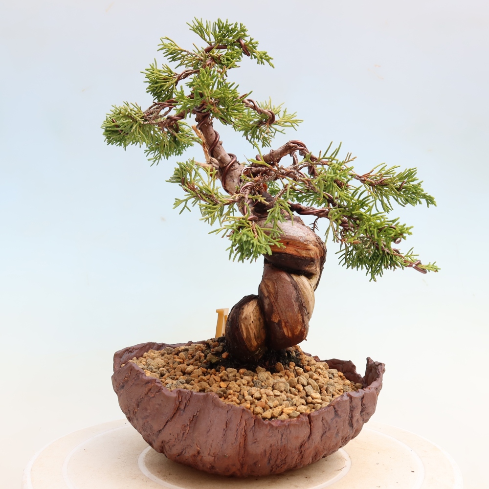 Bonsai voor buiten - Juniperus chinensis Itoigawa-Juniperus chinensis
