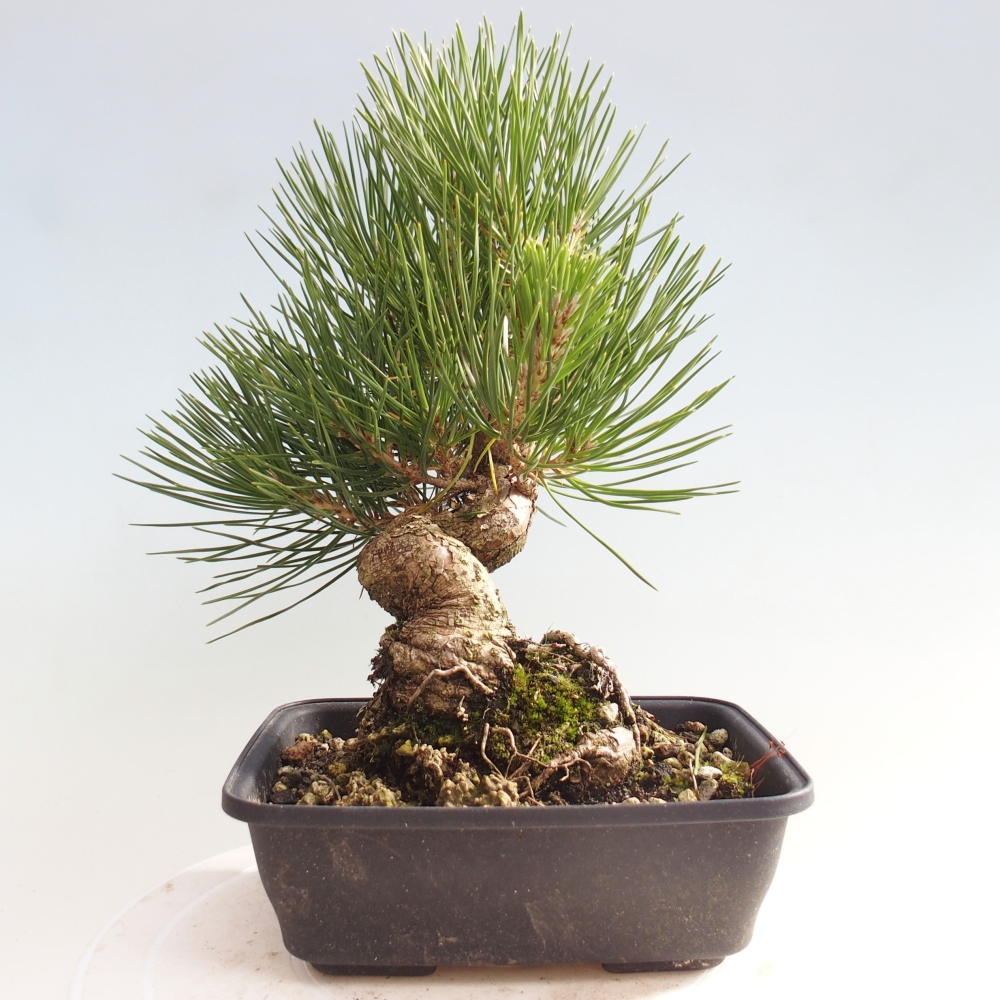 Bonsai voor buiten - Pinus thunbergii - Thunberg den
