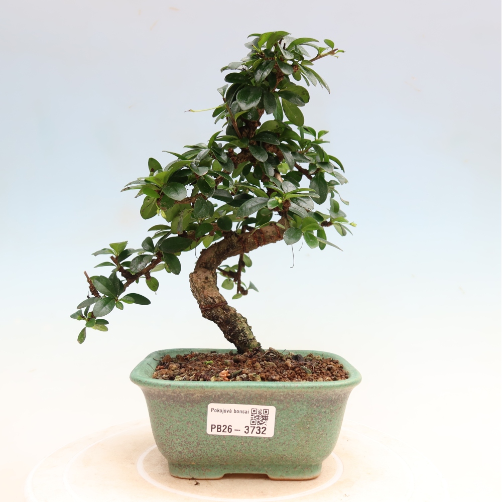 Kamerbonsai - Carmona macrophylla - Thee fuki