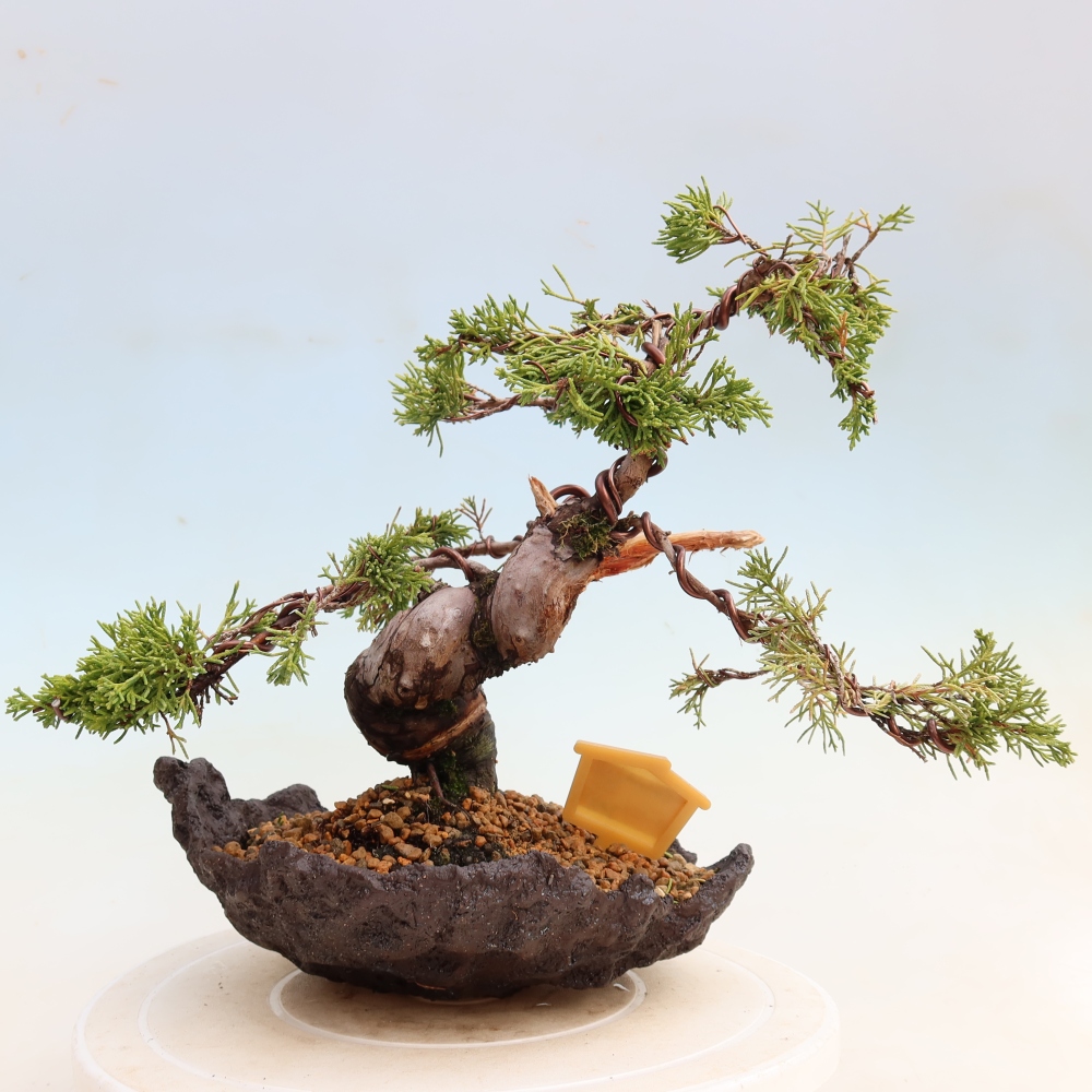 Bonsai voor buiten - Juniperus chinensis Itoigawa-Juniperus chinensis