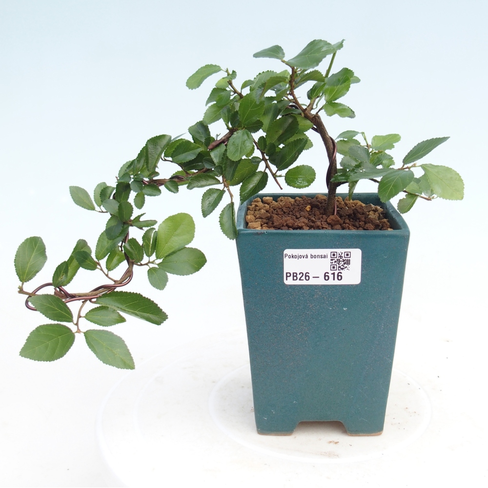 Bonsai - Grewia occidentalis - Lavendel zeester