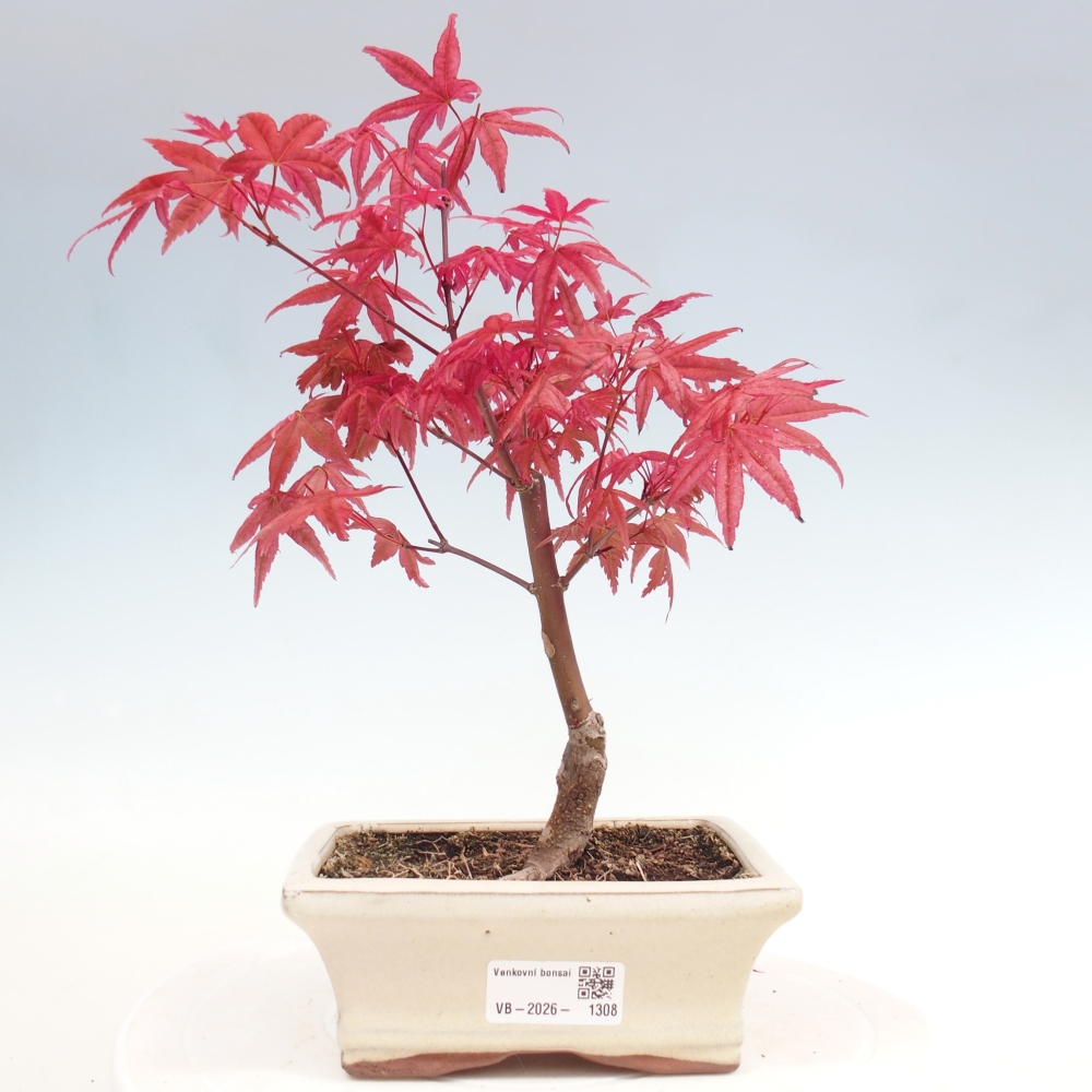 Bonsai voor buiten - Acer palmatum DESHOJO