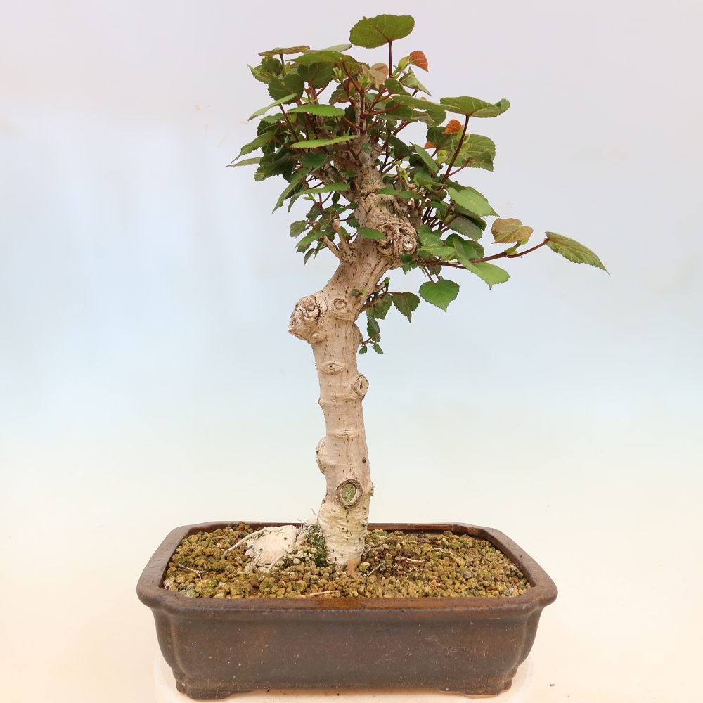Bonsai voor binnen - Hibiscus tiliaceus - Zee Hibiscus