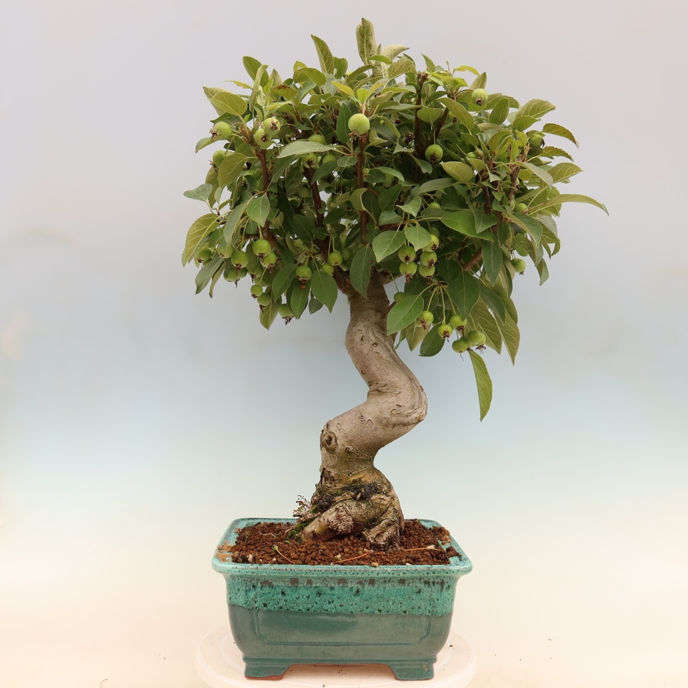 Bonsai voor buiten -Malus halliana - Appelboom met kleine vruchten