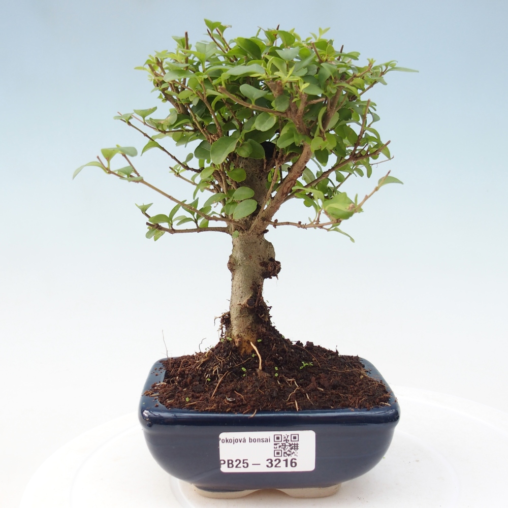 Kamerbonsai -Ligustrum chinensis - Vogelsnavel