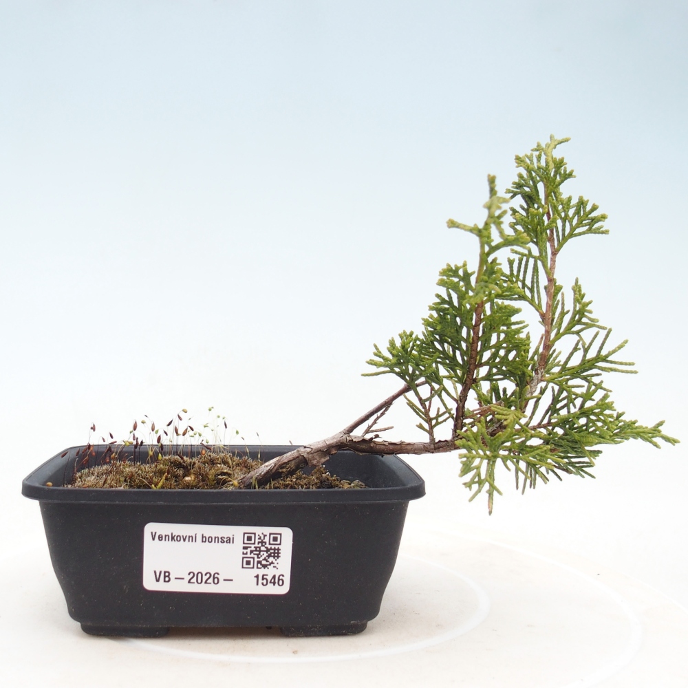 Bonsai voor buiten - Juniperus chinensis Itoigawa