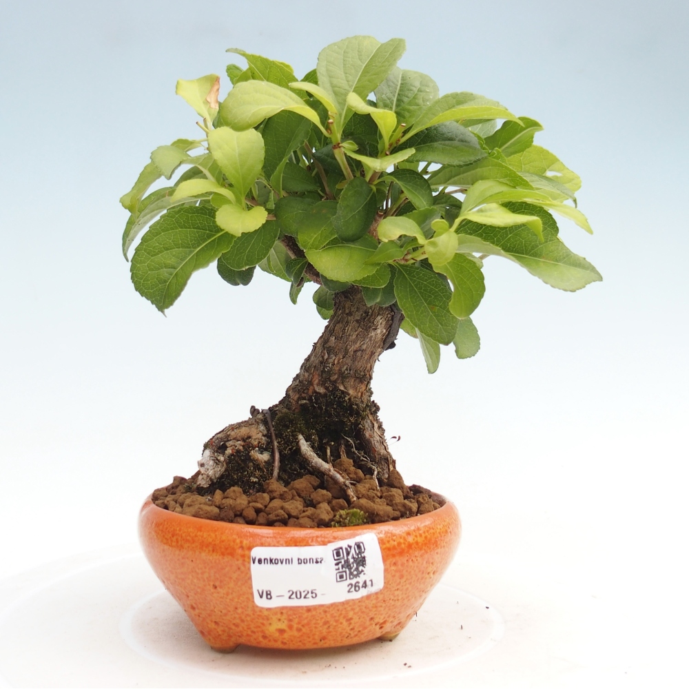 Bonsai voor buiten - Celastrus orbiculatus