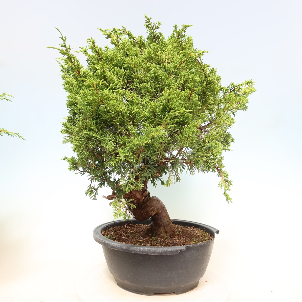 Bonsai voor buiten - Juniperus chinensis Itoigawa-Juniperus chinensis