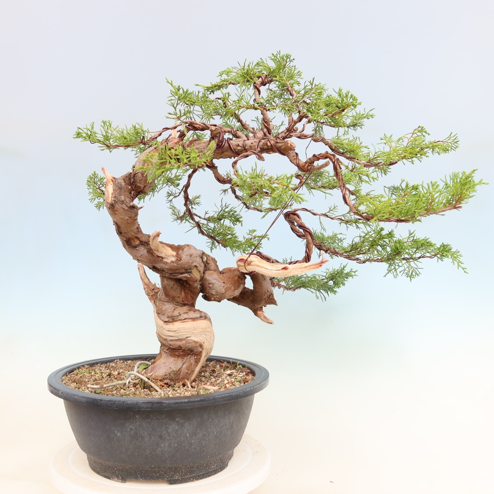 Bonsai voor buiten - Juniperus chinensis Itoigawa-Juniperus chinensis