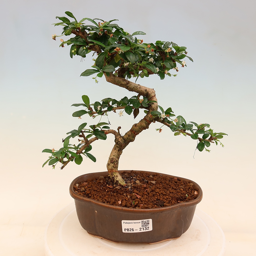 Kamerbonsai - Carmona macrophylla - Thee fuki
