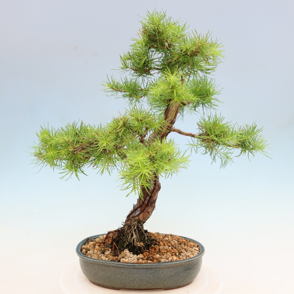Bonsai voor buiten -Larix decidua - Lariks