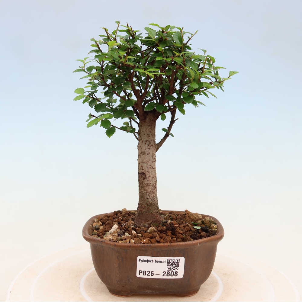 Kamerbonsai - Ulmus parvifolia - Winteriep