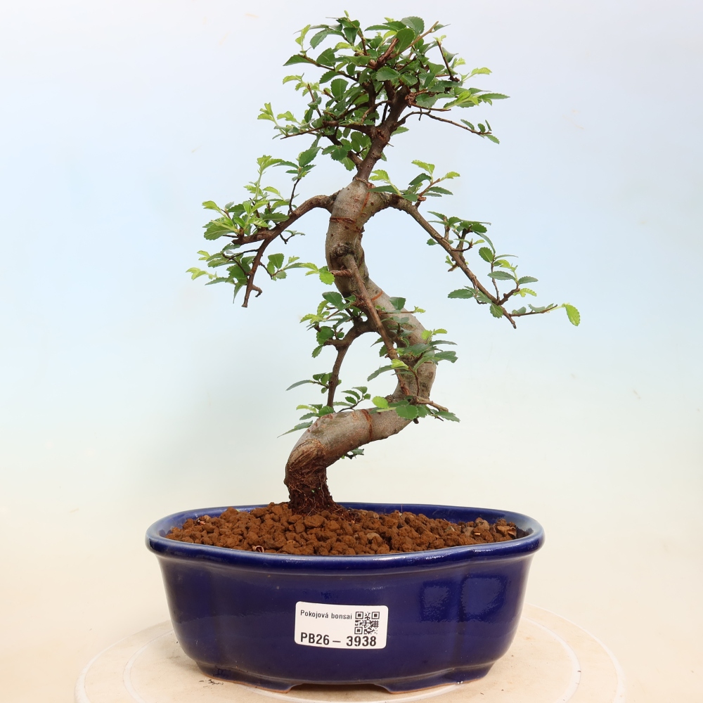 Kamerbonsai - Ulmus parvifolia - Winteriep
