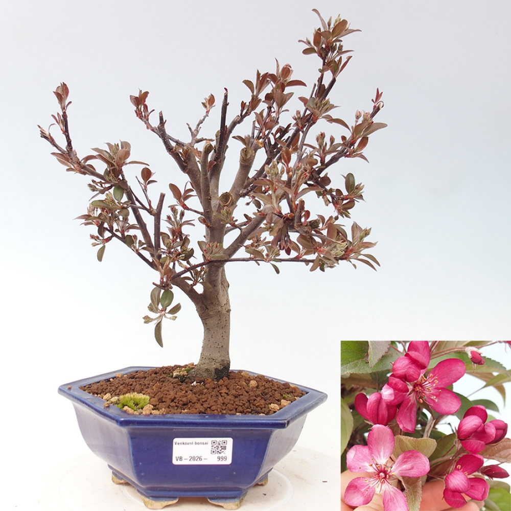 Bonsai voor buiten -Malus domestica - Roodbladige appelboom met kleine vruchten