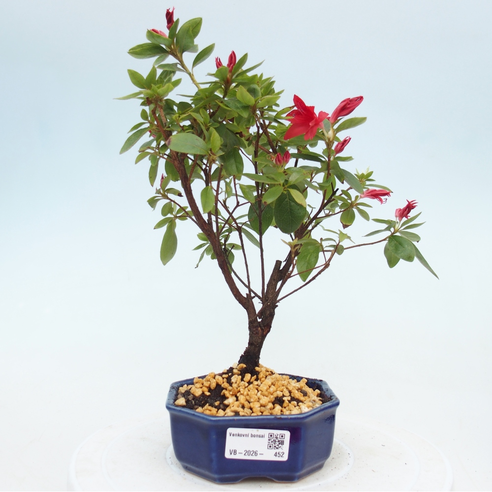 Bonsai voor buiten - Japanse azalea - Azalea sp.
