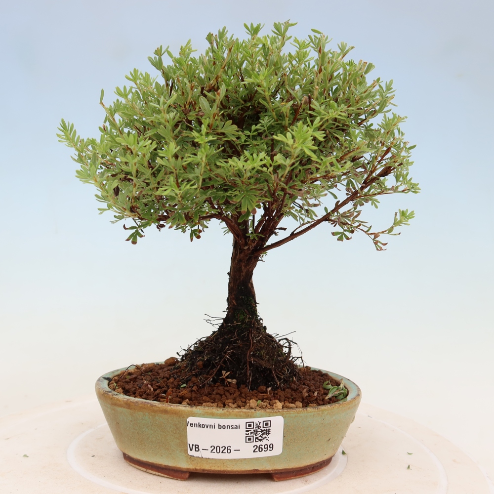 Bonsai voor buiten – Struikpotentilla – Potentilla fruticosa ‘Goldkissen’