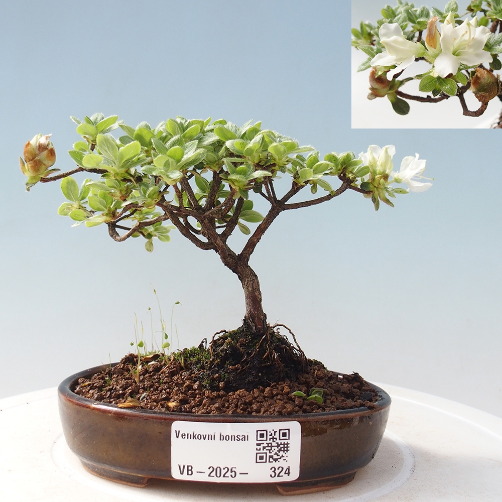 Bonsai voor buiten - Rhododendron indicum - Japanse azalea