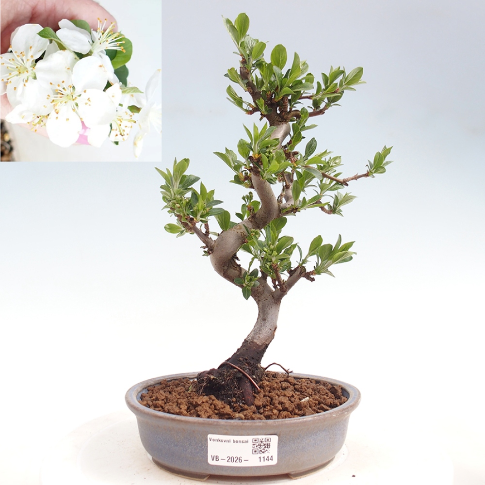 Bonsai voor buiten - Malus sargentii - Appelboom met kleine vruchten