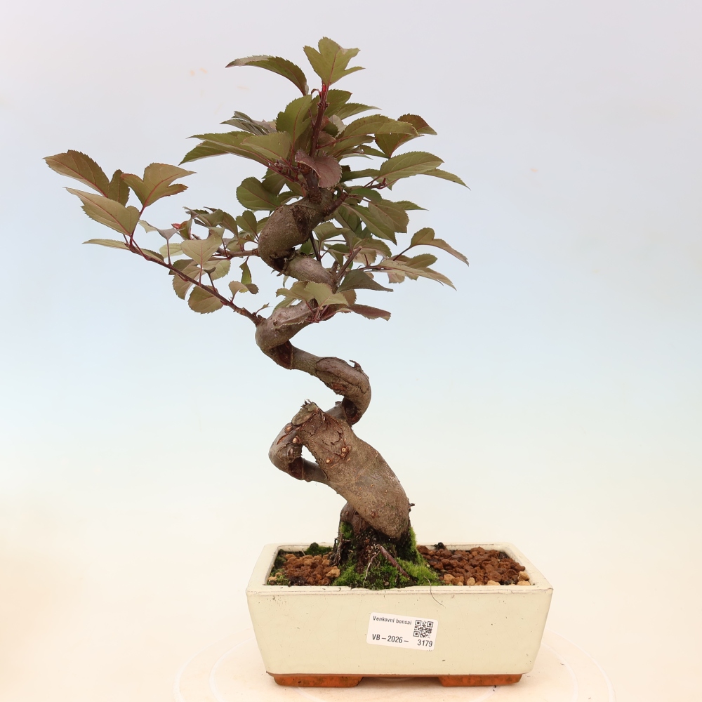 Bonsai voor buiten -Malus domestica - Roodbladige appelboom met kleine vruchten