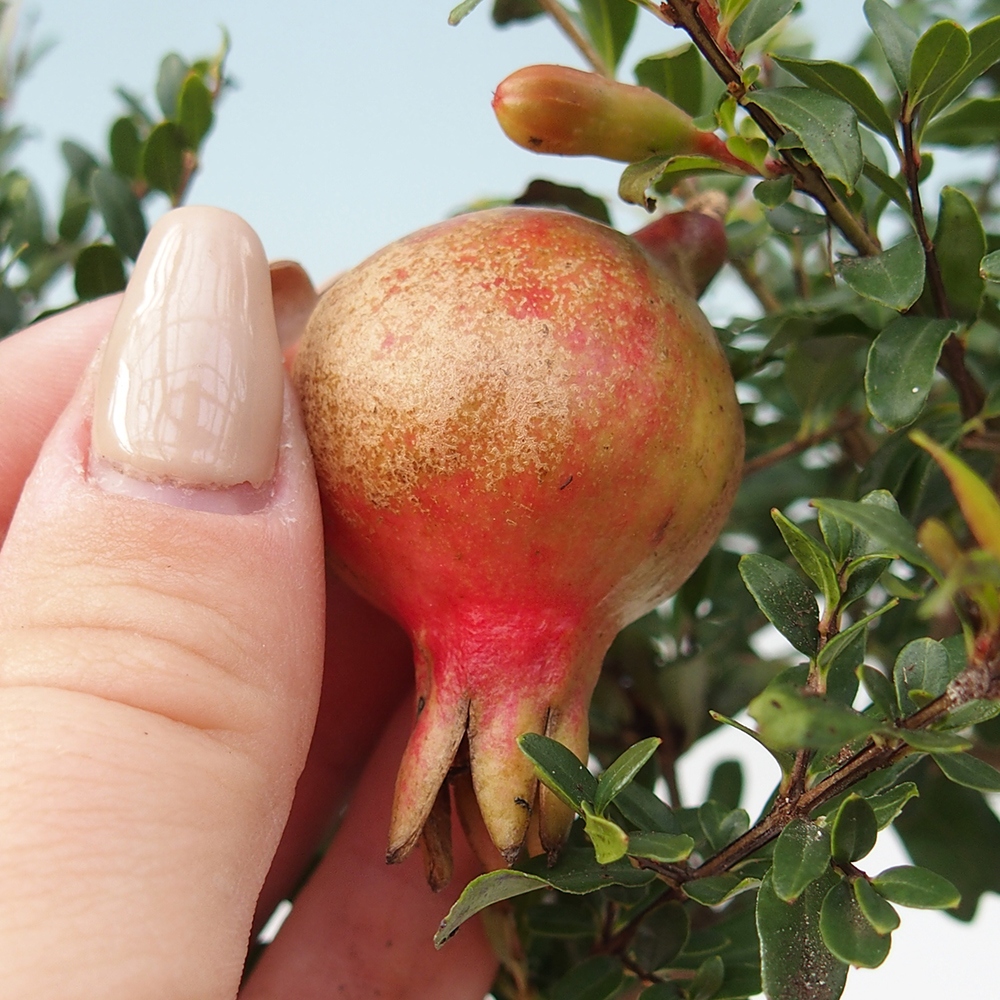 Kamerbonsai-PUNICA granatum nana-Granaatappel