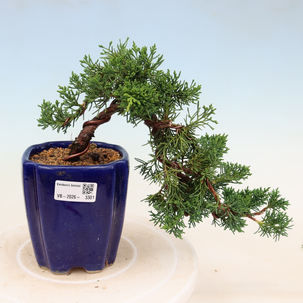 Bonsai voor buiten - Juniperus chinensis Kishu