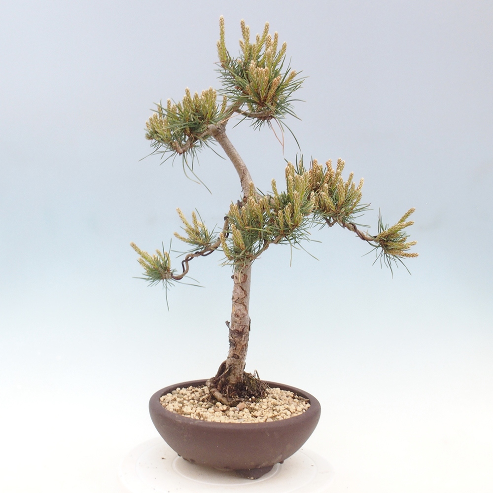 Bonsai voor buiten - Pinus Sylvestris Watererri - grove den