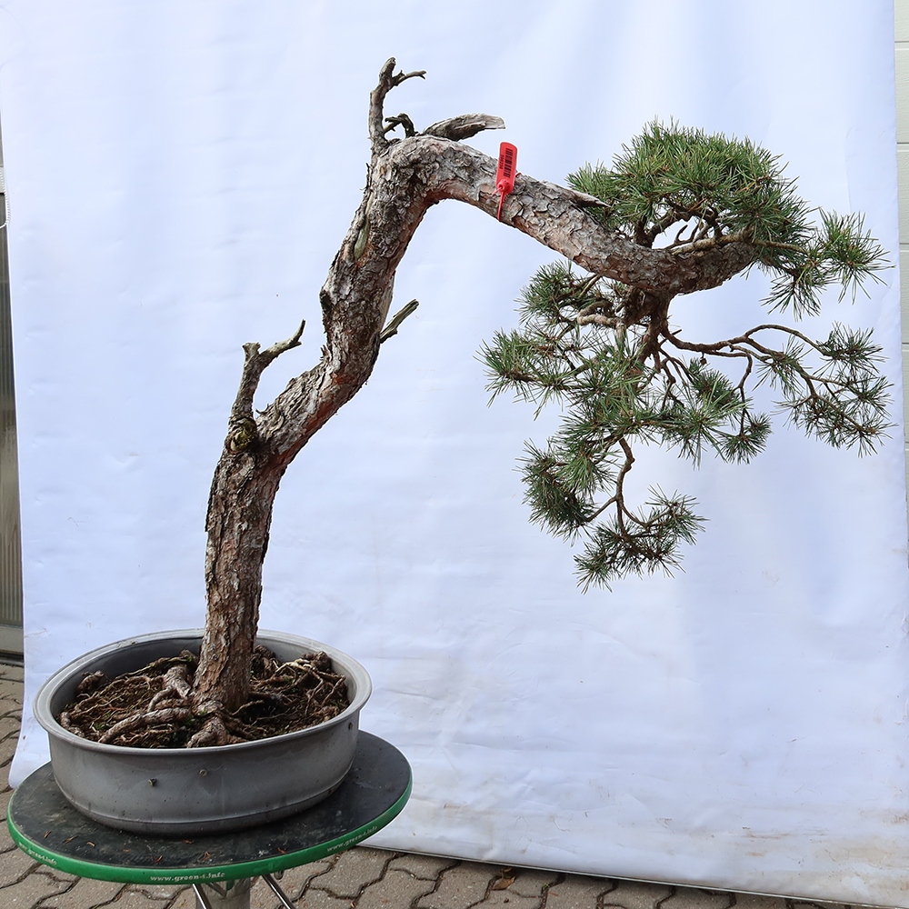 Pinus sylvestris Spanje - grove den
