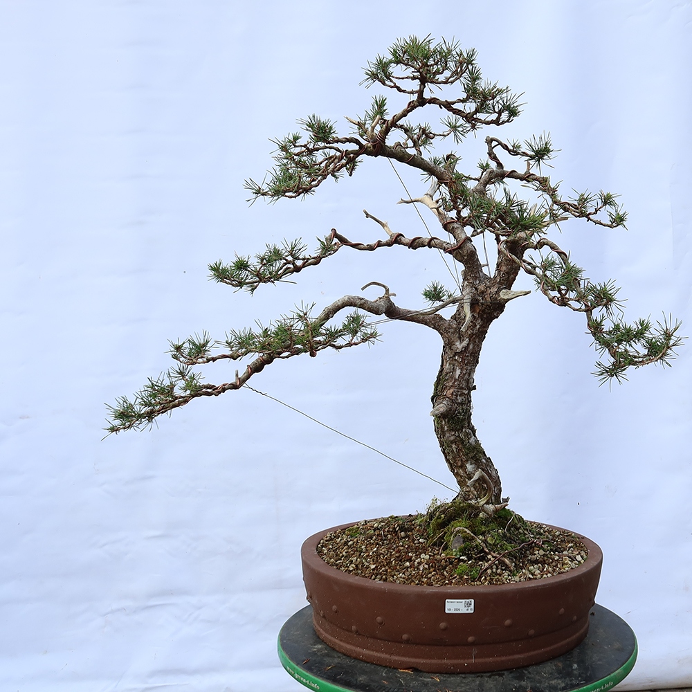 Pinus sylvestris Spanje - grove den