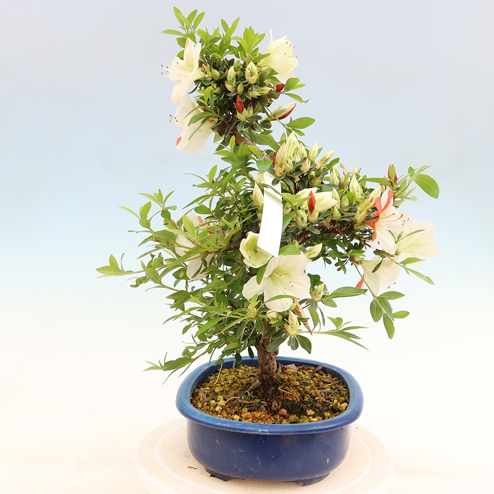Bonsai voor buiten - Japanse azalea - Azalea Asahi-no-izumi