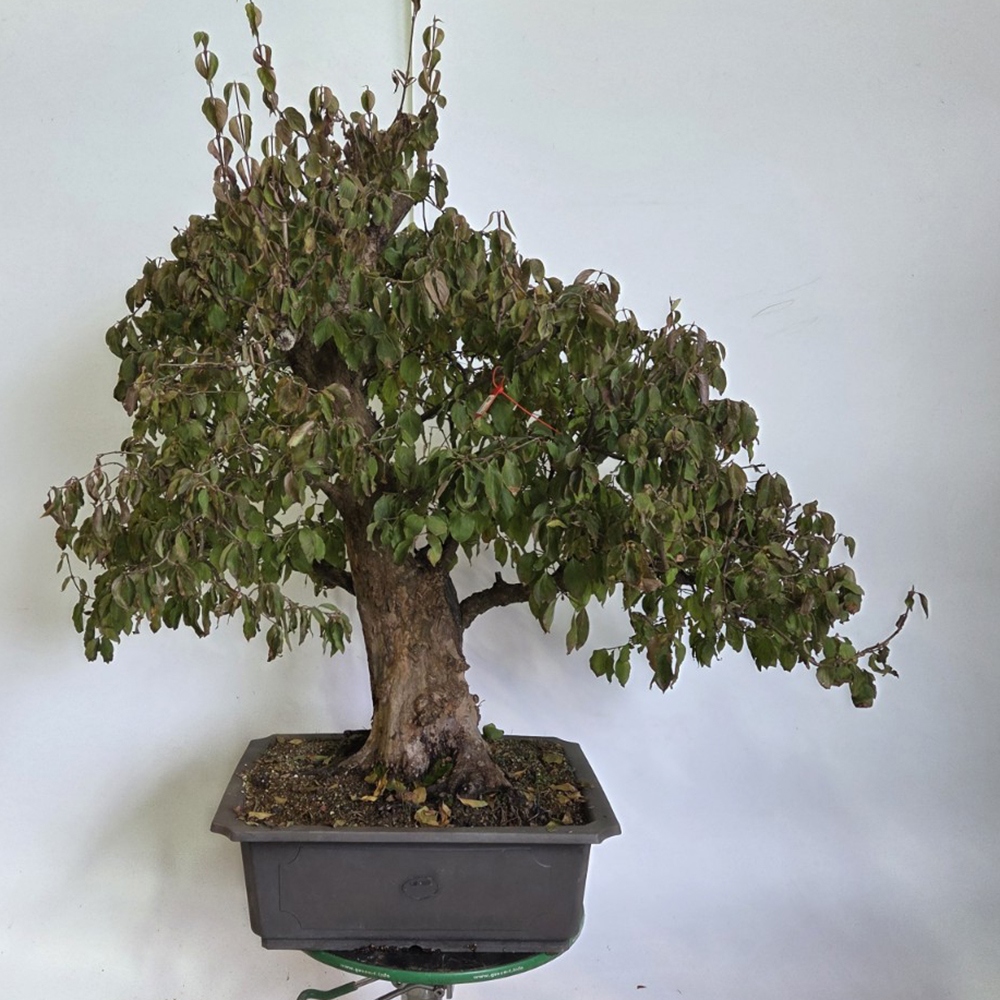 Bonsai kornoelje voor buiten - Cornus Mas