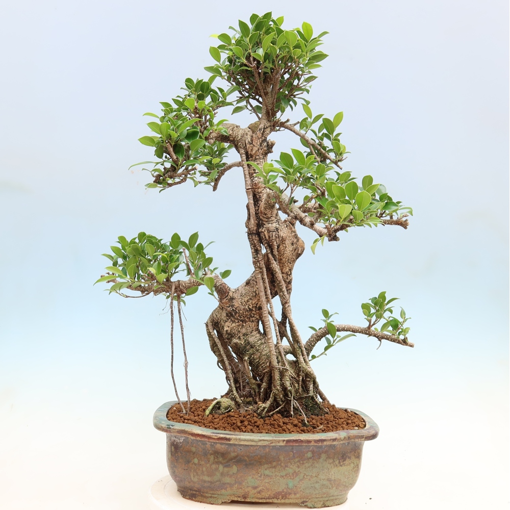 Kamerbonsai - Ficus kimmen - kleinbladige ficus