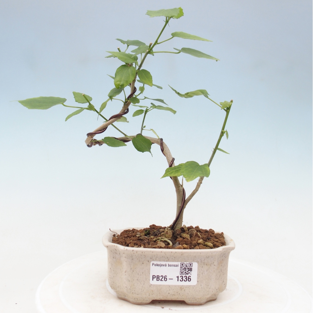Bonsai voor binnen - Malvaviscus arboreus