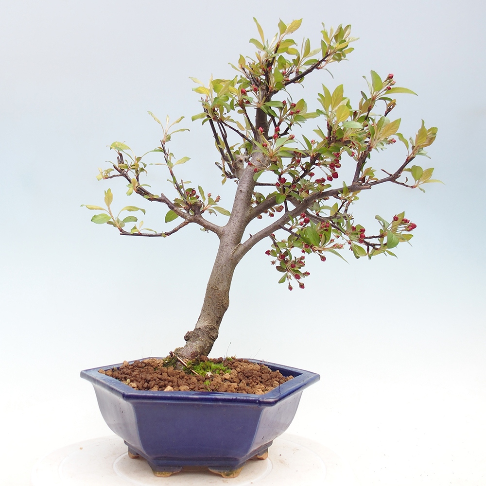 Bonsai voor buiten -Malus domestica - Roodbladige appelboom met kleine vruchten