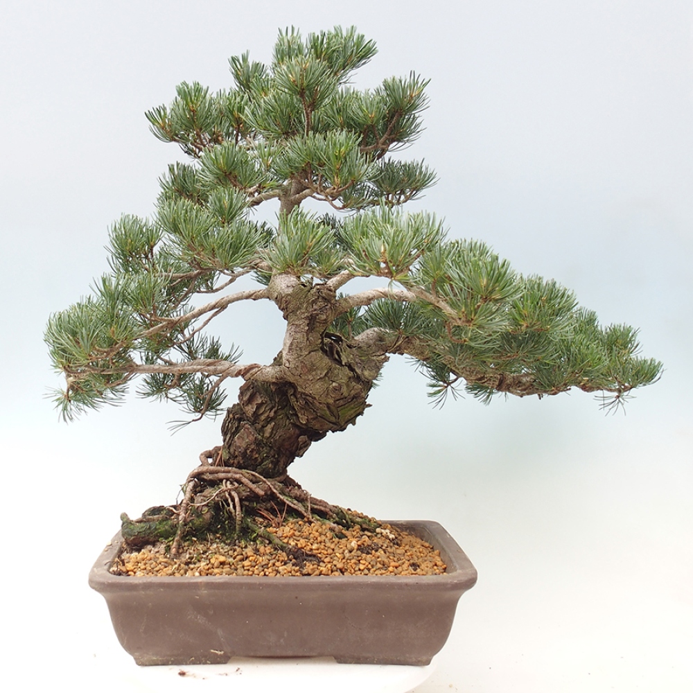 Bonsai voor buiten - Pinus parviflora - Pinus parviflora