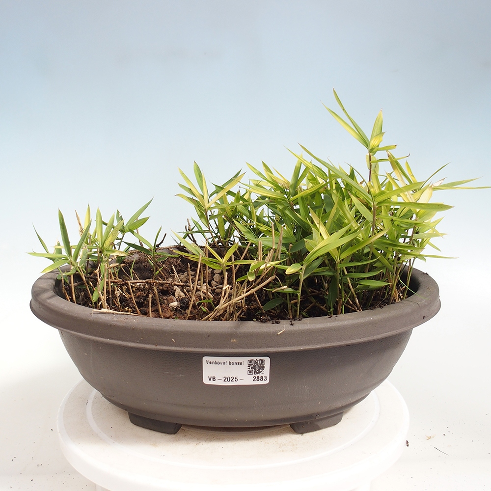 Bonsai voor buiten - Pleioblastus argenteostriatus f.pumilus - Dwergbamboe