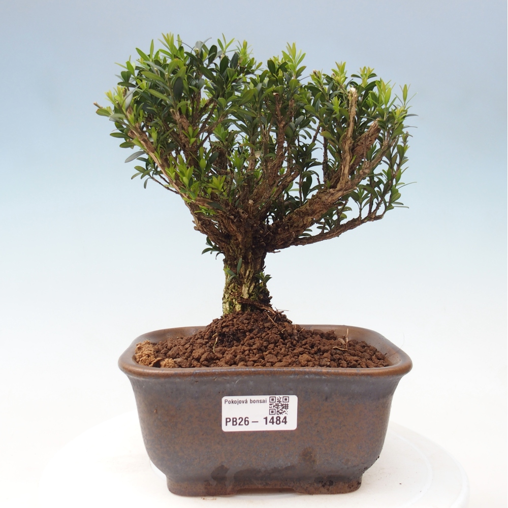 Kamerbonsai - Buxus harlandii - kurk buxus