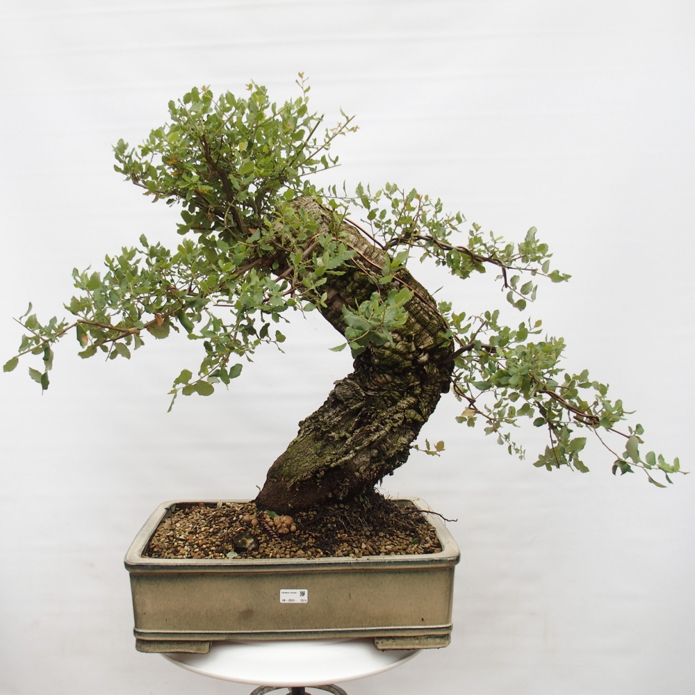 buiten bonsai Quercus suber - kurkeik