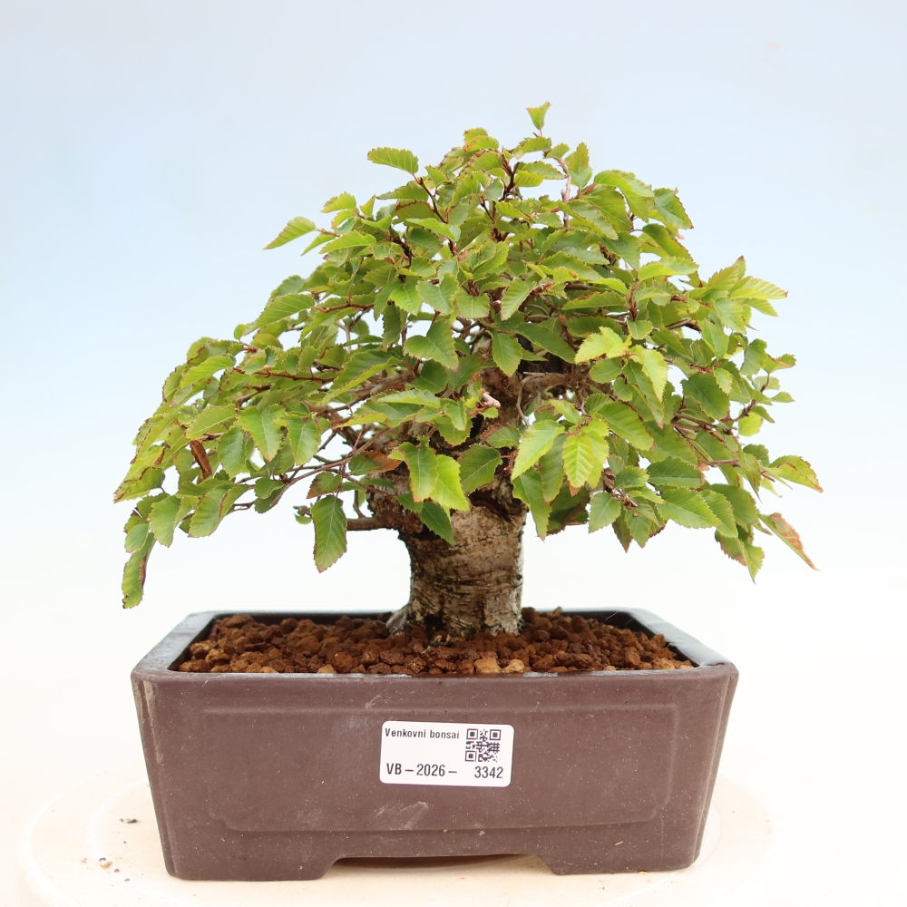 Bonsai voor buiten -Carpinus Coreana - Koreaanse haagbeuk