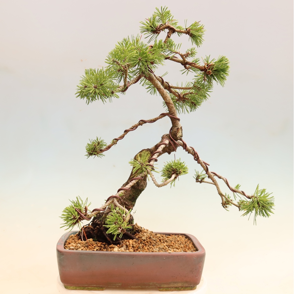 Bonsai voor buiten - Pinus mugo Humpy  - Bergden