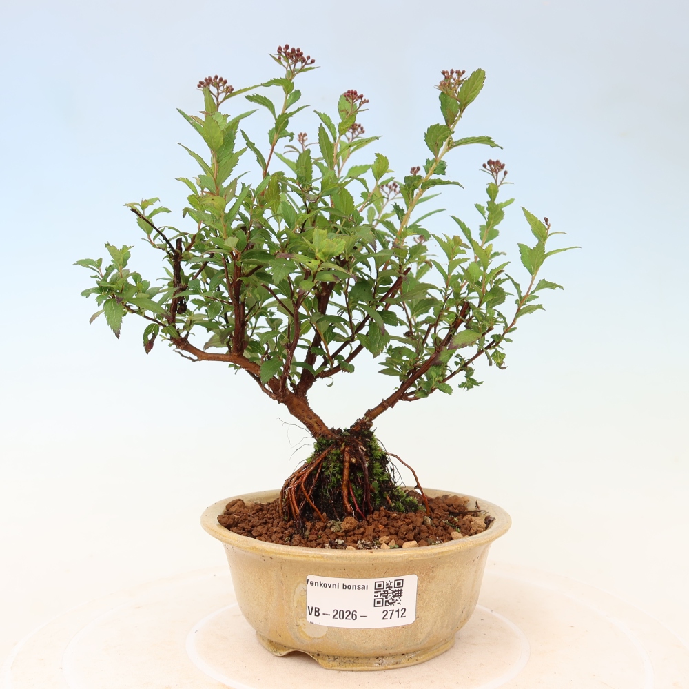 Bonsai voor buiten – Japanse spirea – Spirea japonica Anthony Waterer