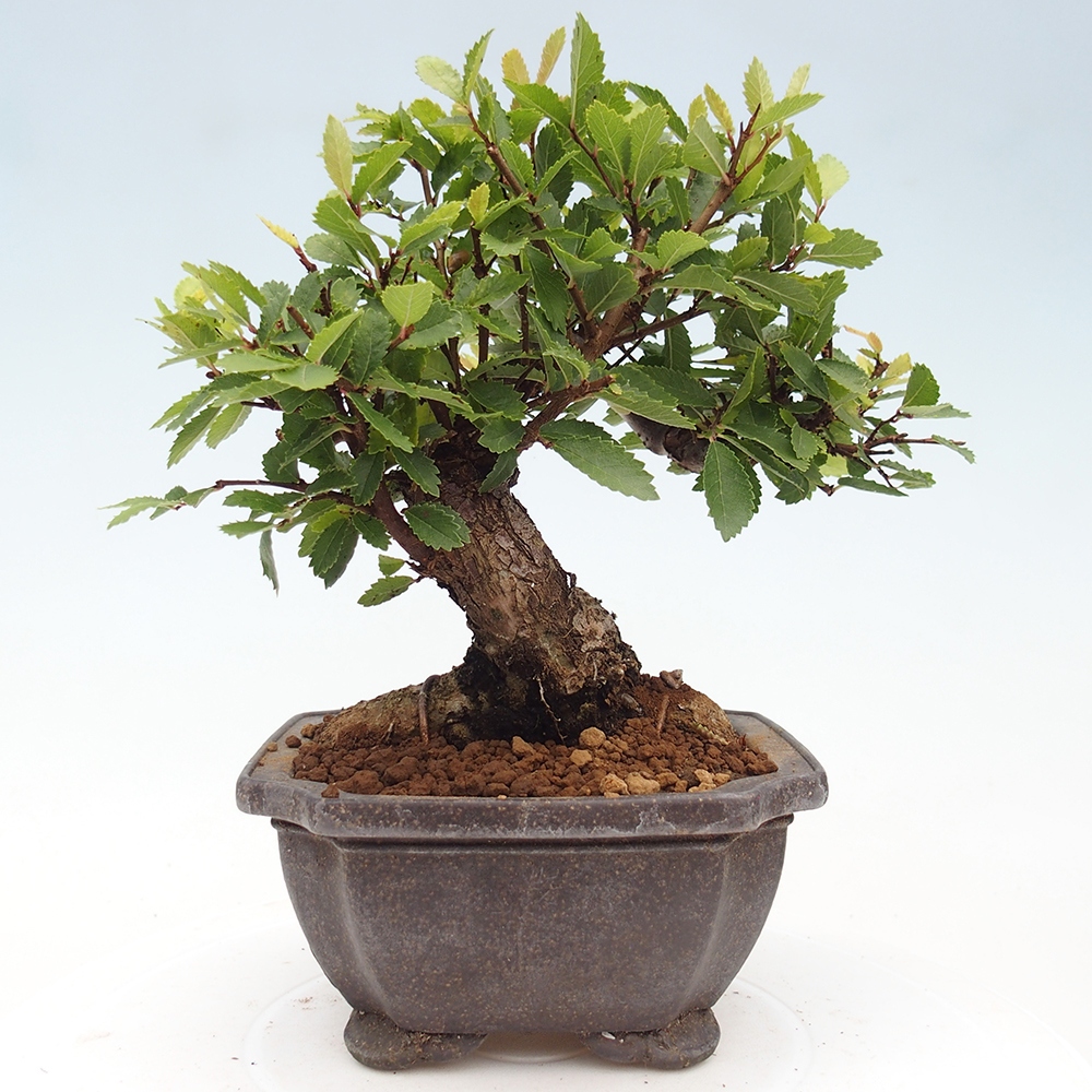 Bonsai voor buiten - Zelkova - Zelkova NIRE