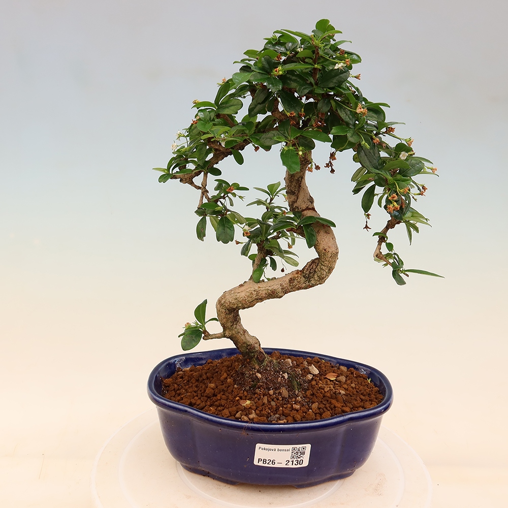Kamerbonsai - Carmona macrophylla - Thee fuki