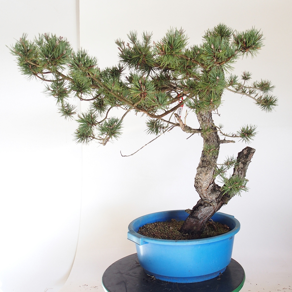 Yamadori - Pinus sylvestris Spanje