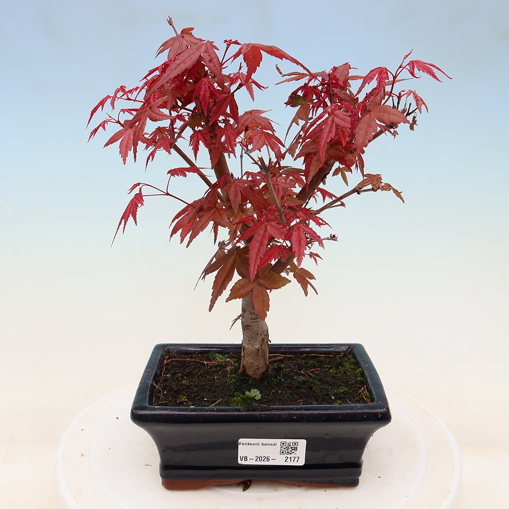 Bonsai voor buiten - Acer palmatum DESHOJO