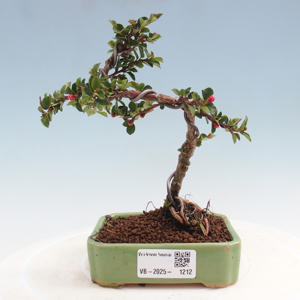 Bonsai voor buiten - Cotoneaster horizontalis - Rocky Mountain