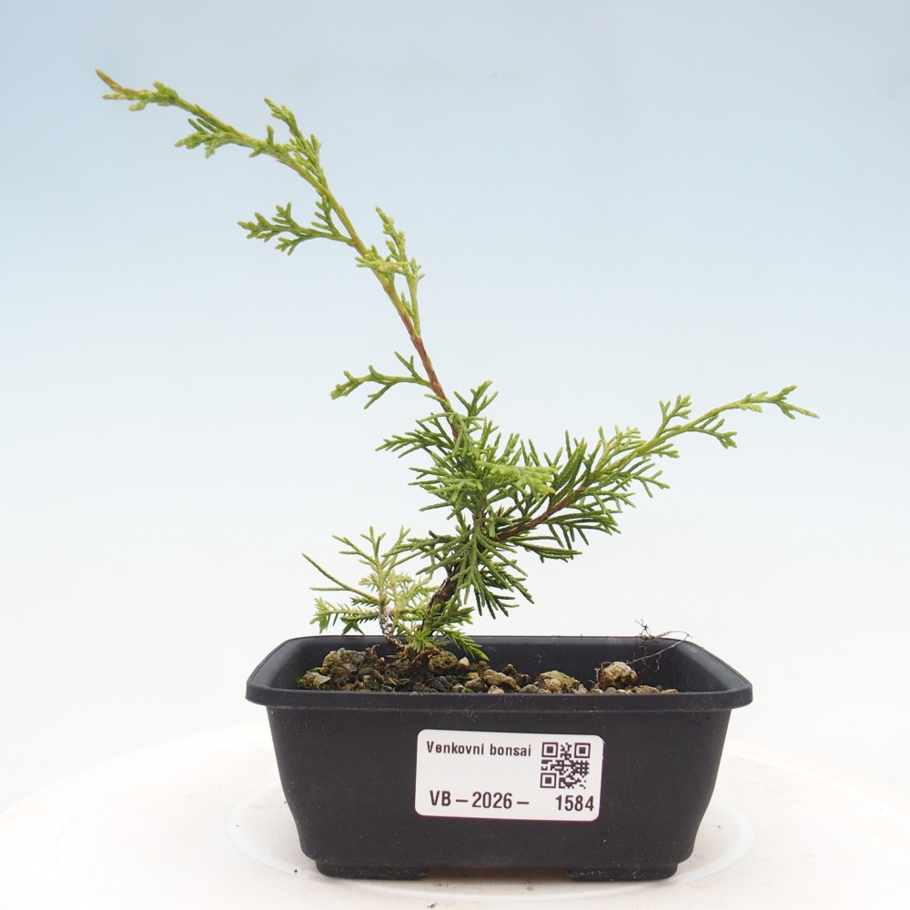 Bonsai voor buiten - Juniperus chinensis Itoigawa