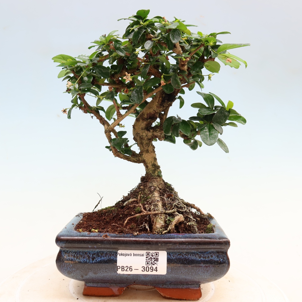 Kamerbonsai - Carmona macrophylla - Thee fuki